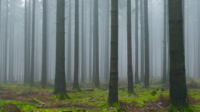 WS PAN Foggy forest / Serrig, Rhineland-Palatinate, Germany