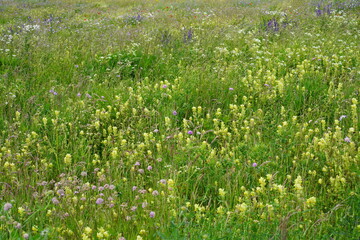 Bunte Blumenwiese