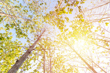 The forest is in the fall. Dry tree in autumn. Straight, outstretched forests.