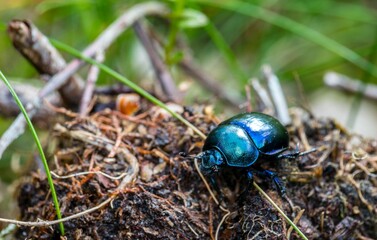Żuk Boża Krówka makro © Piotr