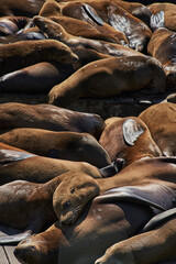 San Fransisco bay Seals