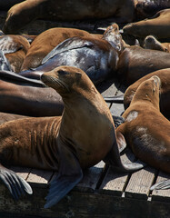 Obraz premium San Fransisco bay Seals