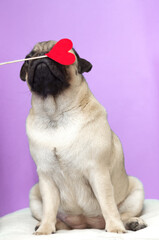 Cute pug dog holding paper heart on a stick in the mouth.give love