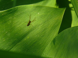 spider on leaf