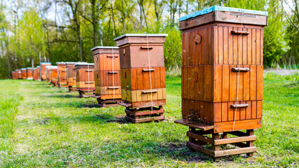 Obraz premium Beehives in apiary near forest. Bio Honey Production and Beekeeping Concept