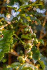 branch of a tree with coffee fruits