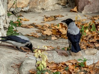 Birds. Gray crows among autumn leaves are looking for food.
