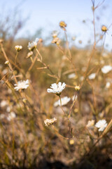 White flowers in summer in the field, yellow grass, pure planet, ecology
