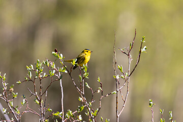 Wilson's Warbler