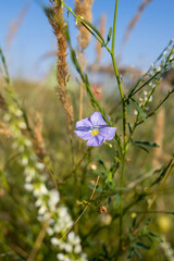 Blue flowers on a green background in summer, a field, a ear
