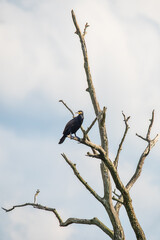 Great Cormorant (Phalacrocorax carbo) in Nature. A Great Cormorant on a branch.