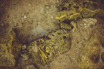 Dry diploria coral reef stones