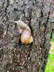 snail on a tree