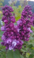 Obraz premium purple lilac flowers valentine