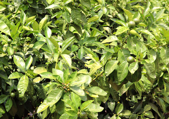 orange tree leaves green with unripe oranges - closeup background