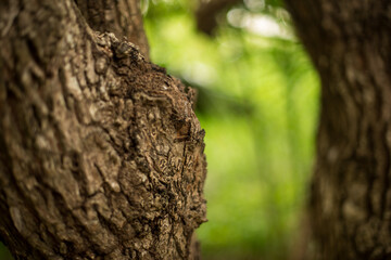 Extreme close up of a tree bark with a blurry trunk and green foliage at the background