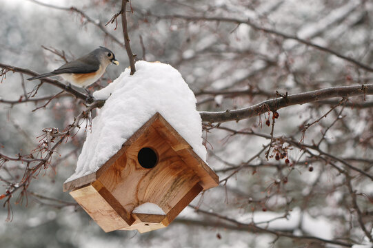 Tufted titmouse by bird house in snowstorm;  Maryland
