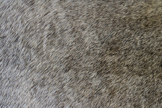 Short Rough Fur Texture Of A Wild Mammal Animal - Gray And Brown Closeup Background 