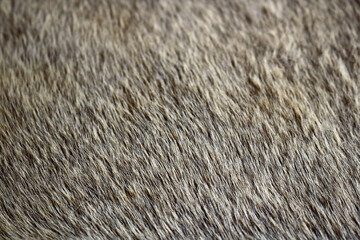 short rough fur texture of a bristly mammal animal - gray and brown closeup background 