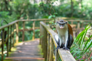 A Mona monkey in a conservation centre © Mujib