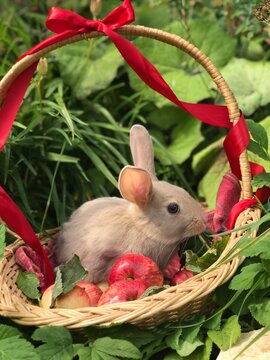 Bunnies in Baskets 080