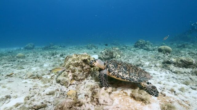 Hawksbill Turtle swim in turquoise water of coral reef in Caribbean Sea / Curacao