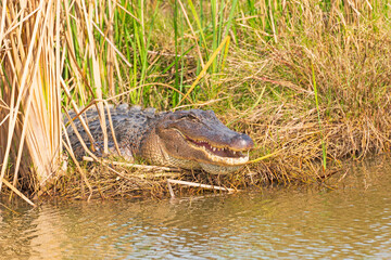 American Alligator Sunning in the Reeds
