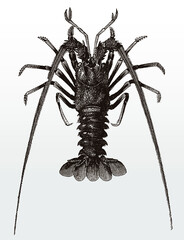 European spiny lobster or crayfish, palinurus elephas in top view after an antique illustration from the 19th century