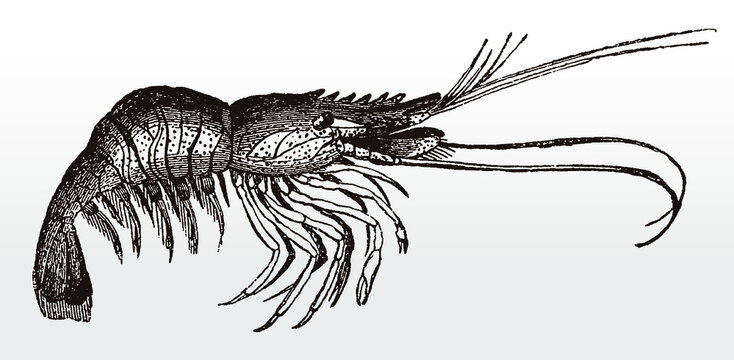 Commercially important common shrimp crangon in side view, after antique illustration from 19th century