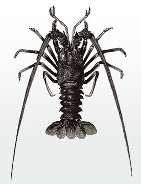 European spiny lobster or crayfish, palinurus elephas in top view after an antique illustration from the 19th century