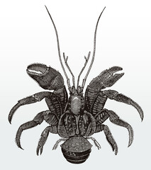 Coconut crab or palm thief, birgus latro in top view after an antique illustration from the 19th century
