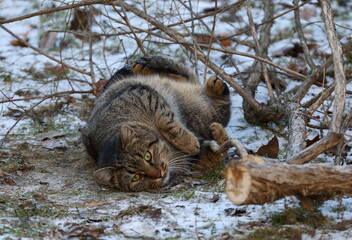 Thick fluffy domestic cat lying on the ground thin snow by the felled tree	