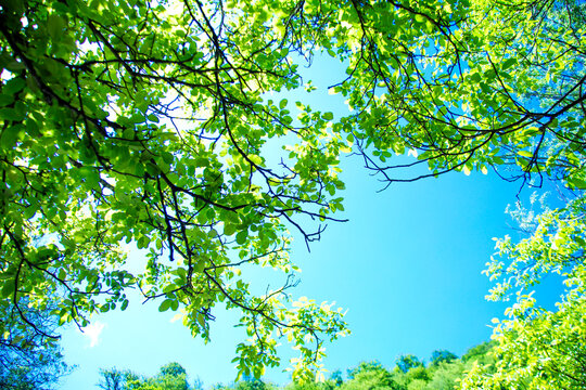 Image looking up from under a tree, a tree with green leaves
