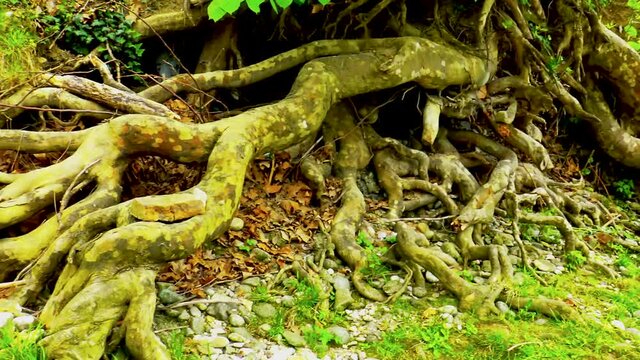 Big roots of old plane tree standing out or above ground  near river bank. 