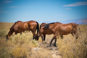 Obraz premium three brown wild horses grazing on countryside with brown plants in freedom looking for fooder