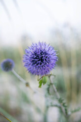 A large round flower, a purple plant in the field