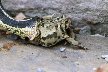 Snake Eating a Frog