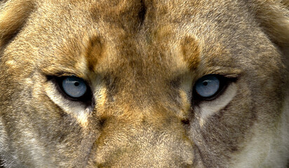 Lions eyes close up