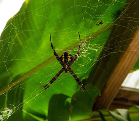 spider on a web