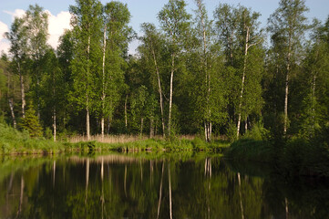 Fototapeta na wymiar forest lake shore on a summer evening