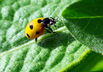 Single orange ladybird on a leaf
