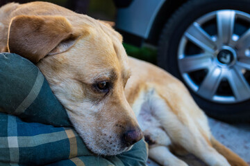 Beautiful adult labrador with plaid pillow, comfort for animals, red big dog, pet goods