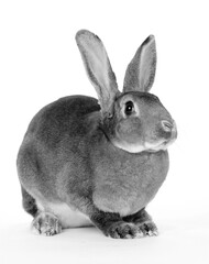 Adult rabbit posed on a white background
