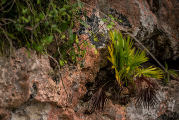 Tropical green plants over the rocks, beach foliage