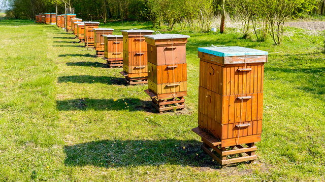 Beehives in apiary near forest. Bio Honey Production and Beekeeping Concept