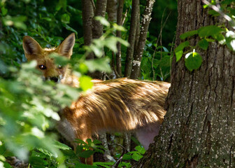 Red Fox Hiding 