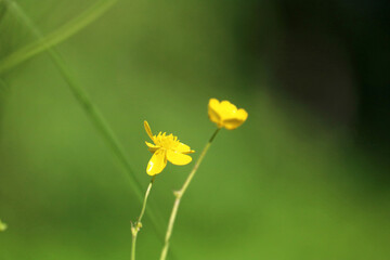 buttercup field closeup