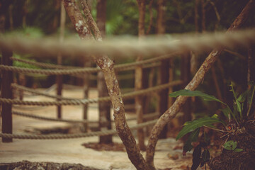Path at the beach and through the jungle