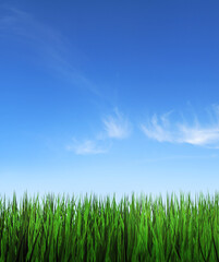 Fototapeta na wymiar Tall green grass and blue sky background