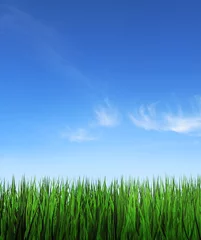 Foto op Plexiglas Tall green grass and blue sky background © simonXT2